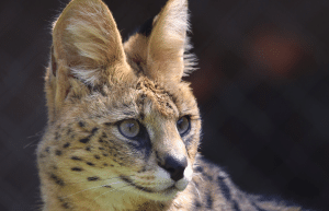 south-africa-lion-tiger-rescue-wildlife-sanctuary-32