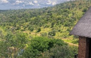 south-africa-lion-tiger-rescue-wildlife-sanctuary-33