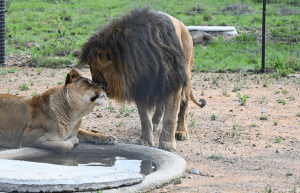 south-africa-lion-tiger-rescue-wildlife-sanctuary-34