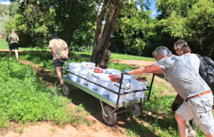 south-africa-lion-tiger-rescue-wildlife-sanctuary-37