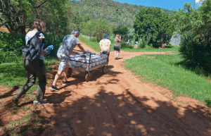 south-africa-lion-tiger-rescue-wildlife-sanctuary-38