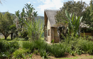 south-africa-lion-tiger-rescue-wildlife-sanctuary-42