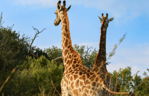 south-africa-lion-tiger-rescue-wildlife-sanctuary-43