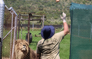 south-africa-lion-tiger-rescue-wildlife-sanctuary-47