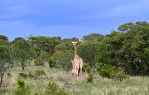 south-africa-lion-tiger-rescue-wildlife-sanctuary-5