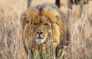 south-africa-lion-tiger-rescue-wildlife-sanctuary-8