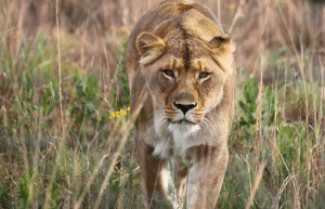 south-africa-lion-tiger-rescue-wildlife-sanctuary-9