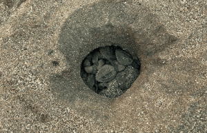 sea-turtle-conservation-eco-community-living-11