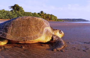 sea-turtle-conservation-eco-community-living-12