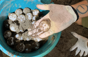 sea-turtle-conservation-eco-community-living-13