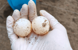 sea-turtle-conservation-eco-community-living-15