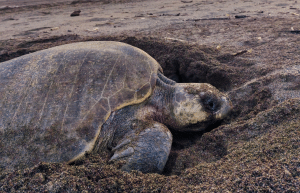 sea-turtle-conservation-eco-community-living-17