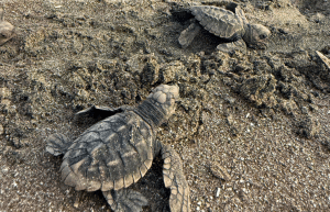 sea-turtle-conservation-eco-community-living-18