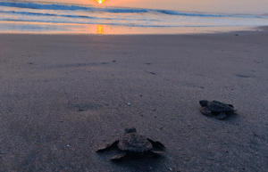 sea-turtle-conservation-eco-community-living-20