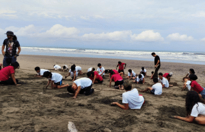 sea-turtle-conservation-eco-community-living-30