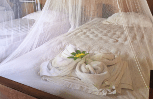 sea-turtle-conservation-eco-community-living-37