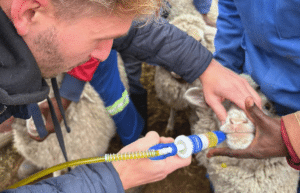 south-africa-pre-veterinary-internship-&-safari-experience-1