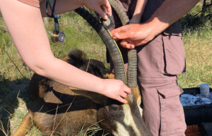 south-africa-pre-veterinary-internship-&-safari-experience-10