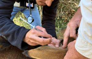 south-africa-pre-veterinary-internship-&-safari-experience-12