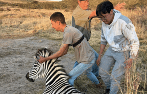 south-africa-pre-veterinary-internship-&-safari-experience-13