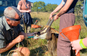 south-africa-pre-veterinary-internship-&-safari-experience-14