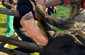 south-africa-pre-veterinary-internship-&-safari-experience-15