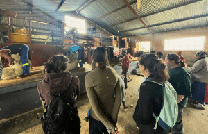 south-africa-pre-veterinary-internship-&-safari-experience-17