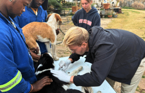 south-africa-pre-veterinary-internship-&-safari-experience-20