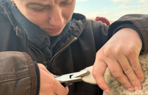 south-africa-pre-veterinary-internship-&-safari-experience-30