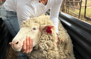 south-africa-pre-veterinary-internship-&-safari-experience-31