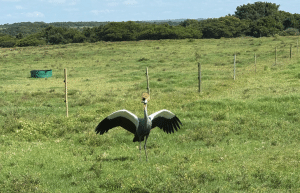 south-africa-pre-veterinary-internship-&-safari-experience-36