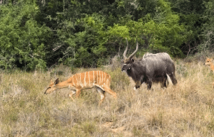 south-africa-pre-veterinary-internship-&-safari-experience-37