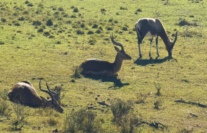 south-africa-pre-veterinary-internship-&-safari-experience-38
