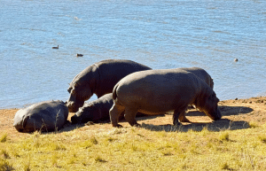 south-africa-pre-veterinary-internship-&-safari-experience-39