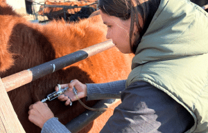 south-africa-pre-veterinary-internship-&-safari-experience-4