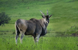 south-africa-pre-veterinary-internship-&-safari-experience-40