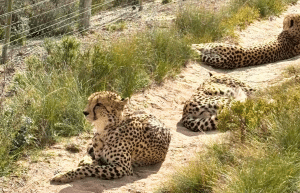 south-africa-pre-veterinary-internship-&-safari-experience-41
