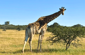 south-africa-pre-veterinary-internship-&-safari-experience-42