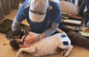 south-africa-pre-veterinary-internship-&-safari-experience-5