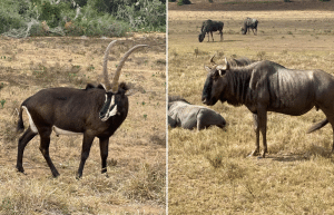 south-africa-pre-veterinary-internship-&-safari-experience-51