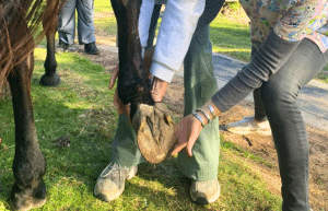 south-africa-pre-veterinary-internship-&-safari-experience-6