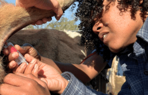 south-africa-pre-veterinary-internship-&-safari-experience-7
