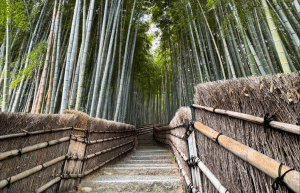 japan-working-holiday-support-program-12