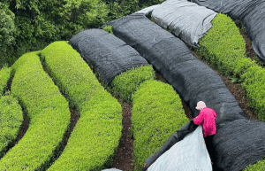 japan-working-holiday-support-program-45