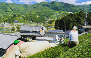 japan-working-holiday-support-program-46