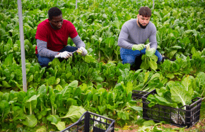 japan-working-holiday-support-program-55