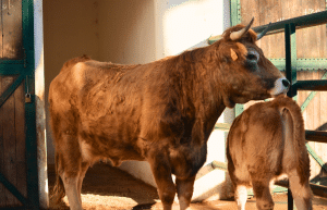 portugal-wildlife-conservation-animal-care-1