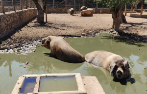 portugal-wildlife-conservation-animal-care-11
