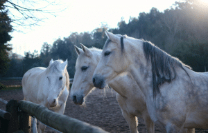 portugal-wildlife-conservation-animal-care-12