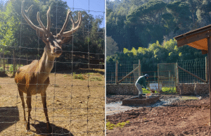 portugal-wildlife-conservation-animal-care-14